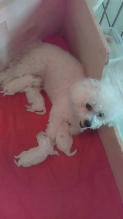 Bichon Frise photo 2