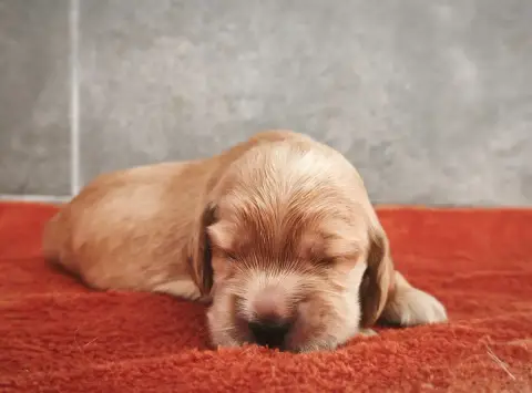 Cocker Spaniel Anglais  Chiot 5 Du Royaume De Lecki 6802d