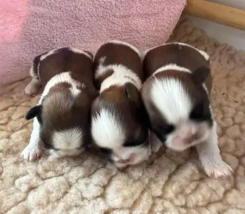 Shih Tzu  Beauty. Chiot N°3 Des Princesses De L'Orb 5f273