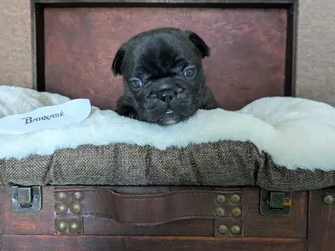 Bouledogue Français  Barnabé photo 3