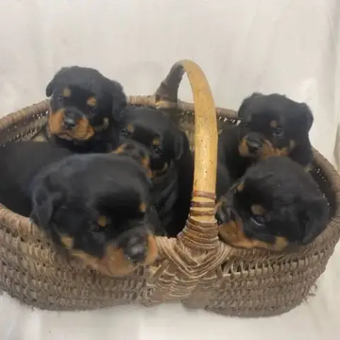 Chiot Rottweiler Lof