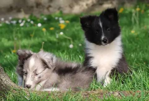 Shetland Sheepdog  Chiot N°1 Du Royaume De La Petite  aa98f