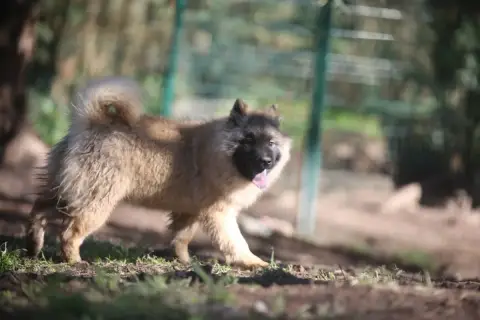 Eurasier  Mini Inaé Du Royaume D'Ebène