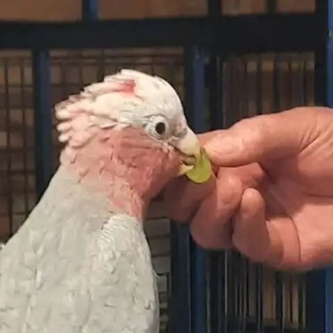 Perroquets Cacatoès Rosalbins Eam