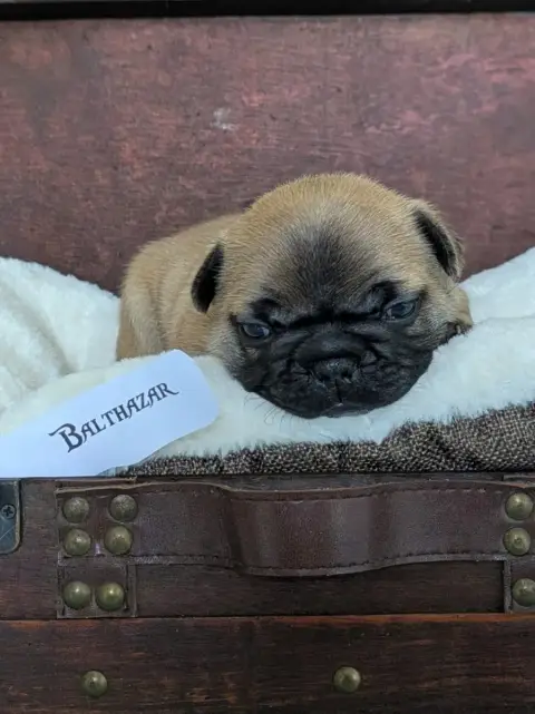 Bouledogue Français  Balthazar