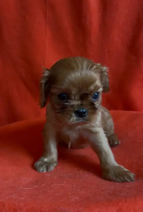 Cavalier King Charles Spaniel  Chiot N°2 Du Souvenir  ac710 photo 2