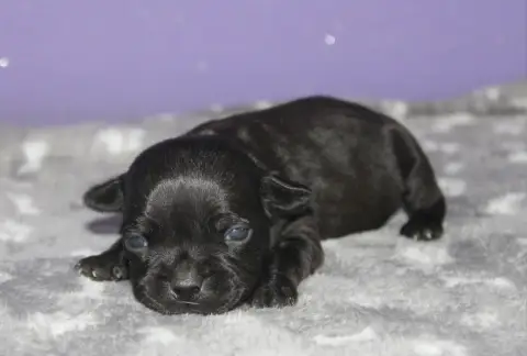 Staffordshire Bull Terrier  Femelles Sans Collier Du  dd0dc