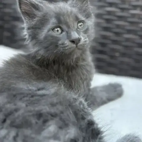 Dernier Chaton Maine Coon