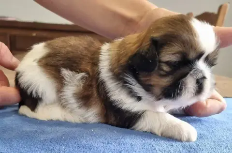 Shih Tzu  Chiot N°3 Des Hirondelles Du Voyage photo 2