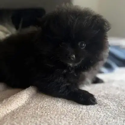 Spitz Allemand Petit