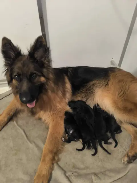 Berger Allemand Poil Long  Chiot N°2 De La Vallée D'A 585b2