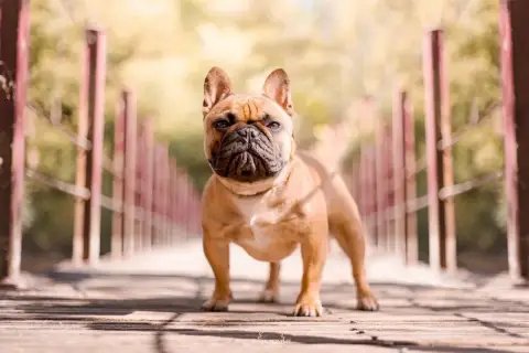 Bouledogue Français  Collier Noir Du Marais photo 2