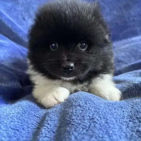 Chiot Croisé Spitz Cavalier King Charles