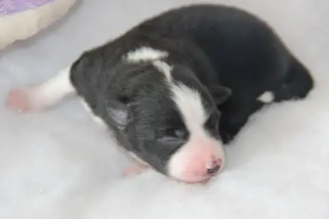 Berger Américain Miniature  Chiot N°2 Na Caorrun