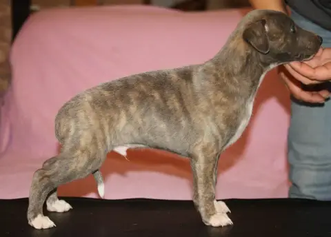 Whippet  Bradley De Tetiaroa
