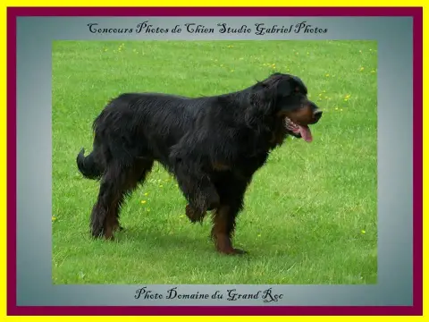Setter Gordon  Chiot N°2 Du Domaine Du Grand Roc photo 2