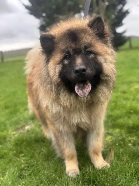 Eurasier  Appy Des Marais De Courmont