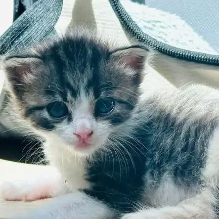 Chat Gomette À La Réservation