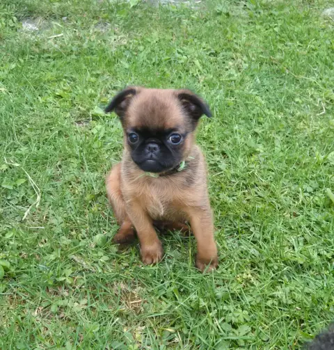Petit Brabançon  Chiot photo 2