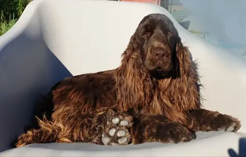 Cocker Spaniel Anglais  Baudelaire photo 2