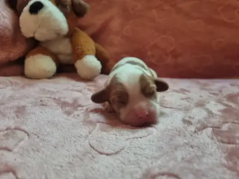 Cavalier King Charles Spaniel  B... Du Petit Brilloua 7a2f8