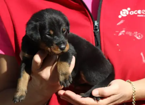 Berger De Beauce  Chiot 2 De Genevayse photo 2