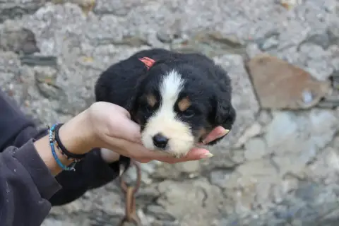 Bouvier Bernois  Chiot 5 De La Vallée De L'Hyrome