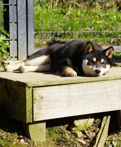 Shiba  Amasa Of Neko- photo 2