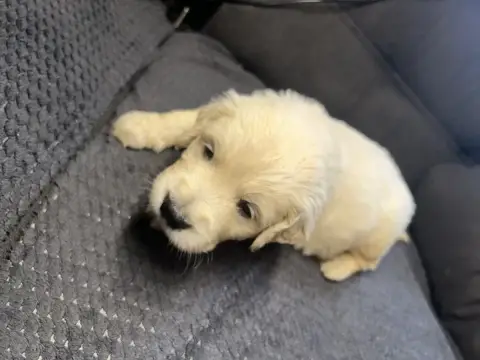 Golden Retriever  Rose Clair