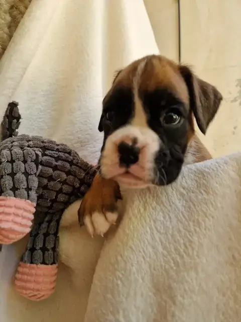 Boxer  Chiot N°6 De Yu Box photo 3