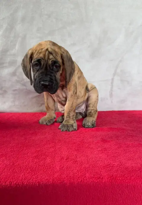 Dogue Allemand  Bia Du Torrent Royal photo 2