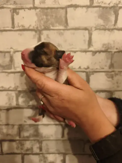 Bull Terrier Miniature  Chiot N°3 Of Secret'S Sources 8b70b