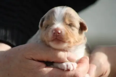 Berger Américain Miniature  Chiot 3 Des Romarins De M fb14d photo 2