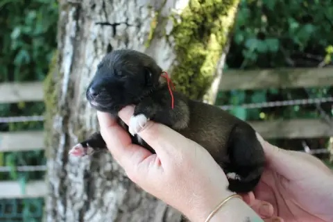 Berger Belge  Mâle Collier Rouge Du Second Souffle