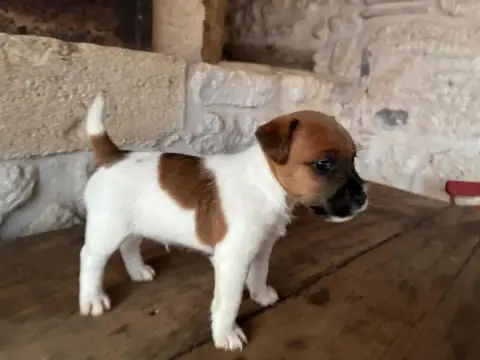 Jack Russell Terrier  Chiot N°2 Lacus Meduli