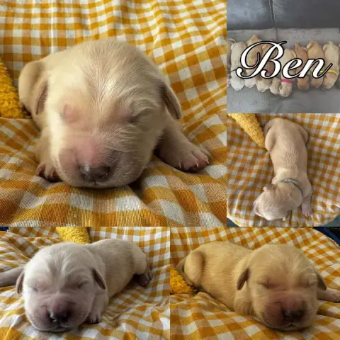 Golden Retriever  Ben Du Domaine Des Belles Aubois photo 2