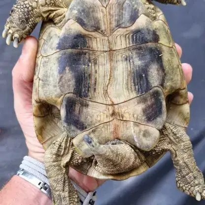 Tortue Hermann