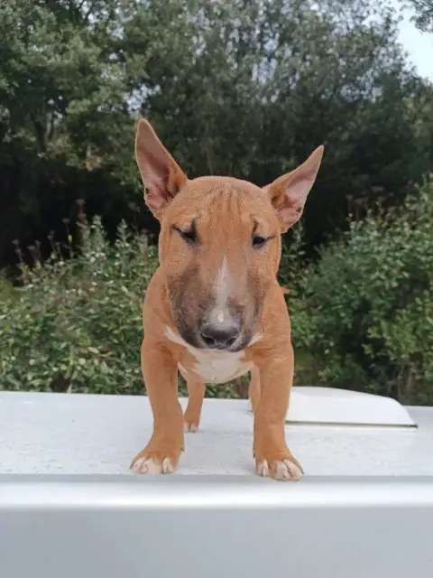 Bull Terrier Miniature  Arma Kingston-
