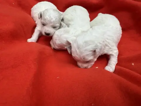 Bichon Frise  Chiot N°2 Du Moulin De Madjurie