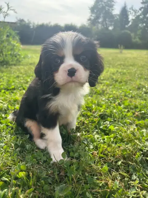 Cavalier King Charles Spaniel  B..... photo 2