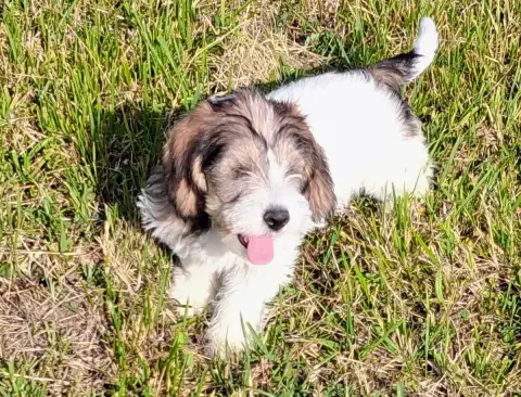 Petit Basset Griffon Vendeen  Baloo Des Ronciers D Au b931c