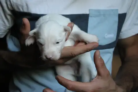 Laika De Iakoutie photo 2