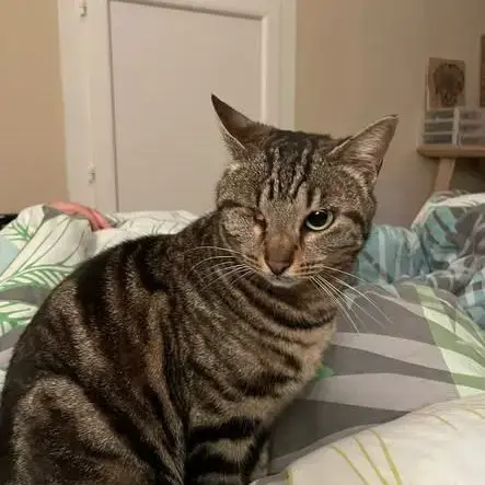 Chat Nami À L Adoption