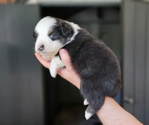 Berger Américain Miniature  B... Des Petits Charlots 33404 photo 3