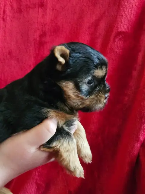 Yorkshire Terrier  Bernard De La Vallee De Cande