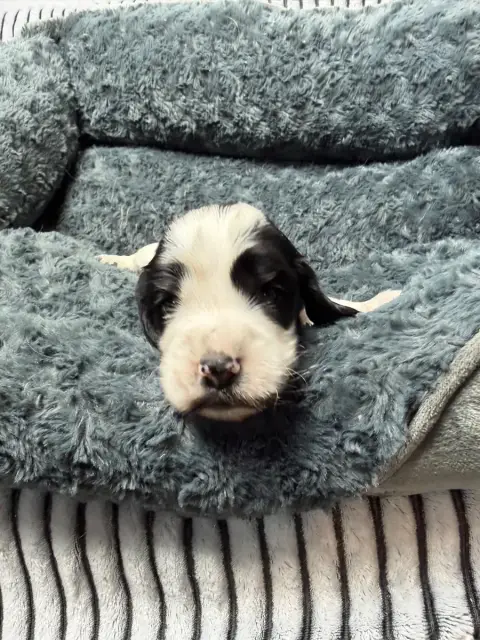 Cocker Spaniel Anglais  Chiot N°6 Du Moulin De Madjur af47e