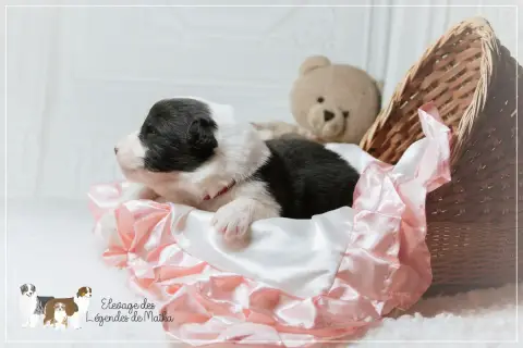 Berger Australien  Chiot N°9 Des Légendes De Maika photo 3