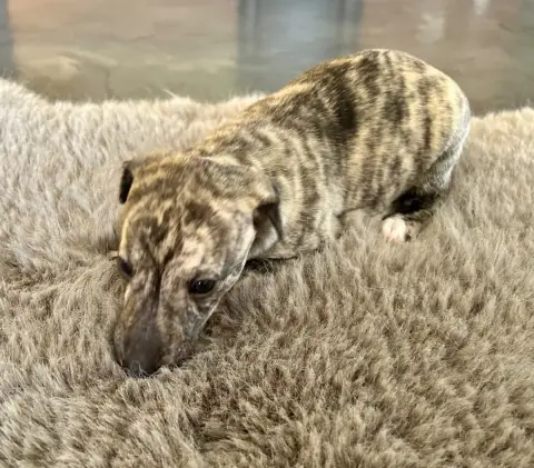 Whippet  Chiot N°1 Du Domaine Le Haut Blanc Mesnil photo 2