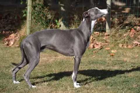 Whippet  Chiot N°1 Mady'N Alphysia photo 2
