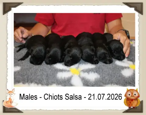 Flat Coated Retriever 
                        Chiot  8d135